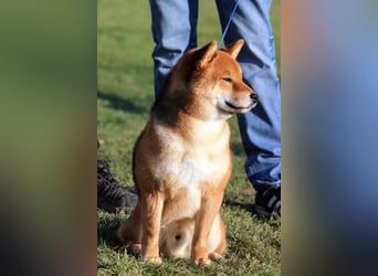 Shiba inu Welpen mit Papieren, Transport möglich!