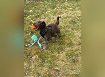 Susi – Zarte Hundedame mit großem Herzen sucht ein liebevolles Zuhause