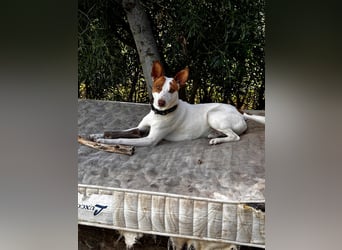 Terron- sucht ruhiges zu Hause