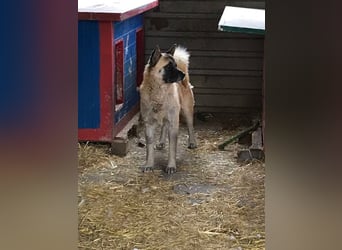 JUAN - der Akita Mix braucht etwas Zeit, bis er den Menschen vertrauen kann