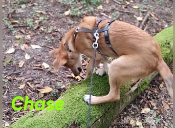 Chase 03/2024 (in Deutschland) - neugieriger und sportlicher Junghund!