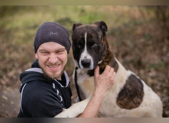 KODA - der hübsche und gelehrige Rüde sucht eine hundeerfahrene Familie