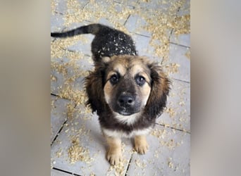 Julio ❤️ sozialer Jungrüde sucht dich!