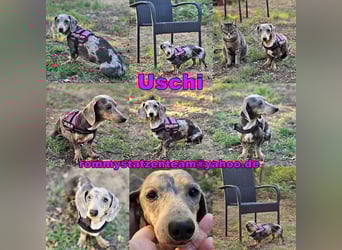 Uschi ist ein Hund der leisen Töne
