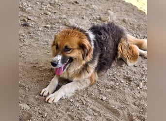 Kathi sucht liebevolles und verständnisvolles Zuhause!