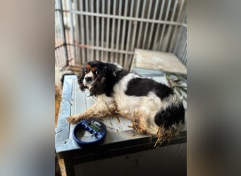 Rozali, zauberhafte Cavalier King Charles Hündin geb. 2020