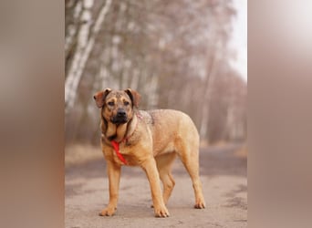 Teenager-Hündin Bulochka sucht Familie