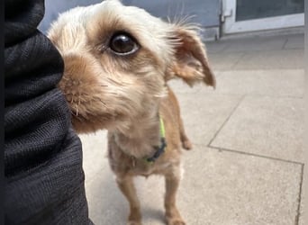 Milo, Yorkshire Mix, geb. 7/ 2024, schüchtern, will die Welt kennenlernen