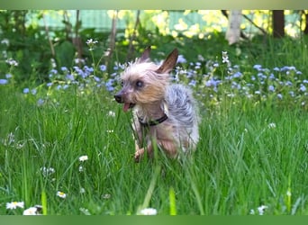 Yorki Gizmo - eine Handvoll Glück - Tierhilfe Franken e.V.