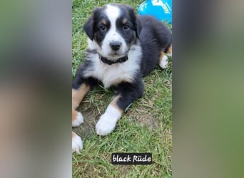 Australian Shepherd Welpen