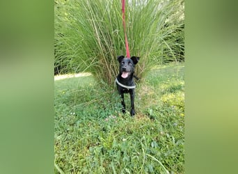 Coco Welpe Mischling Hündin aktiv, neugierig sucht Zuhause oder Pflegestelle