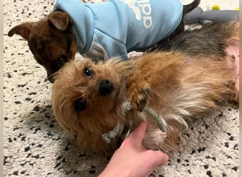 Betty, liebe und verschmuste Yorki-Mix-Hündin, geb. 12/2022
