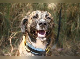 Loki (Spanien) - würde sehr gerne aufs Land ziehen
