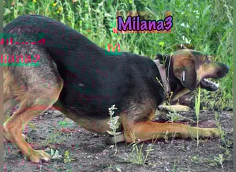 Milana3 geb. 01/2022 - menschenbezogene, freundliche und sanfte Schönheit!