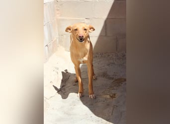 Canela eine schüchterne Podenca