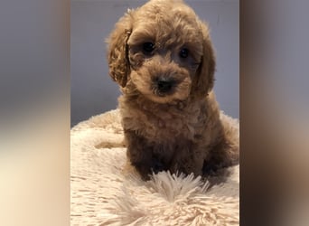 Sehr schöne Maltipoo welpen in abricot und crème farben