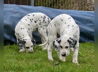 Palimpalis Bruce, Rüde, LUA