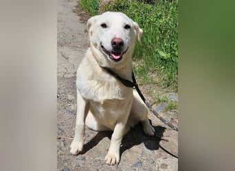 Dante, Labrador Mischling