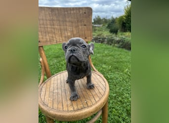 Französische Bulldogge