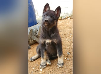 Eurasier - A. Malamute Nord-Hybrid Welpen suchen ein liebevolles Zuhause