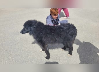 Corwin Border Collie Mix sucht ein liebes Zuhause oder erfahrene Pflegestelle