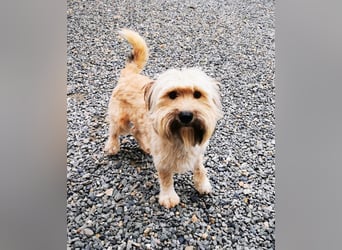 Joshi, Bearded Collie Mix, geb. 2023, freundlicher Rüde sucht aktives Zuhause