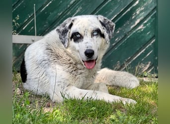 Snow, geb. ca. 06/2023, lebt auf einer Pflegestelle in 47652 Weeze