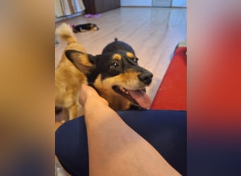 Süße Shiva sucht ihre Kuschelpartner