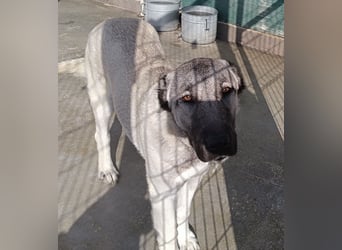 Pandora Kangal Mischling Hündin Junghund sucht Zuhause oder Pflegestelle