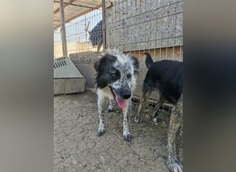 Rolfi - möchte endlich raus aus dem Shelter