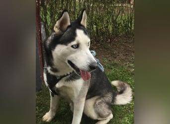 MAX❤️ bezaubernder, menschenbezogener Husky-Rüde, sozial mit Artgenossen & Kindern