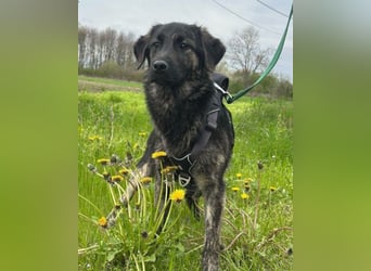 Mischling♥Monty♥ dein Freund fürs Leben