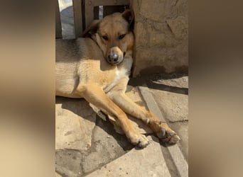 Alex - Freundlicher Jungspund sucht liebevolles Zuhause