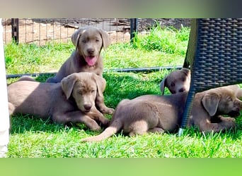Typvolle Labrador Welpen in silver