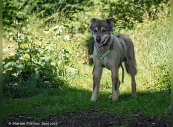 Arlo ist ein bezaubernder, älterer Rüde