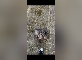 Super schöner Two Face American Bully XL Rüde