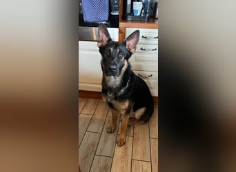 Lieber Schäferhund Rüde