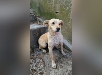 ALBA ❤️ Eilig! sucht Zuhause oder Pflegestelle