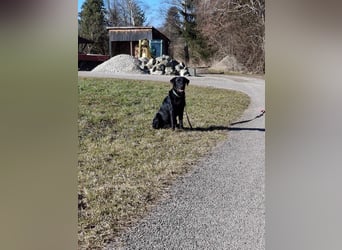 Tyson - der gutgelaunte Traumhund