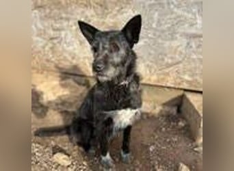 Kormi, Schnauzer Mischling, geb. 01.12.2015, ca. 45 cm, 20 kg NOTFALL
