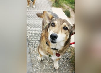Lucia-Seniorin sucht Senioren-WG!