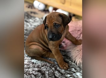 Rhodesian Ridgeback Welpen
