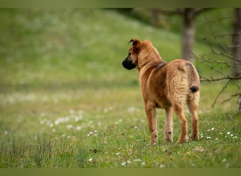 Wollen Sie Pumba kennenlernen?