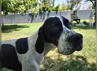 BANDITO ❤️ uuuunglaublich liebevoller Pointer