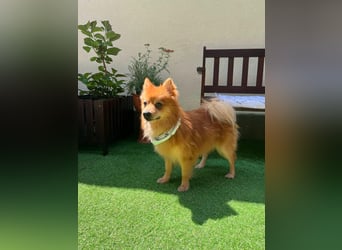 Karlo SR – kleiner Sonnenschein sucht liebevolle Familie