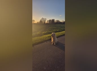 Golden Retriever Deckrüde