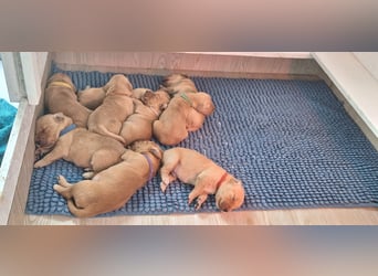 Golden Retriever Welpen