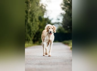 Aktiver Richard sucht seine Menschen