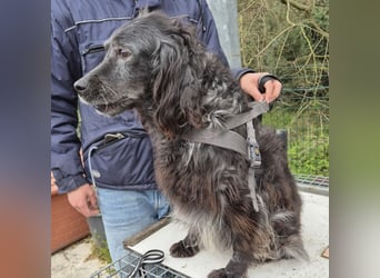 Blue - ruhiger, freundlicher Traumsetter
