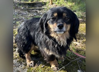 Jopi eine kleine Lady